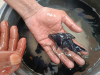 Black moor gold fish